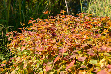 Fish mint or Houttuynia Cordata plant in Zurich in Switzerland