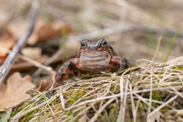 Common toad, close up in the uk