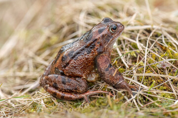 Common toad, close up in the uk
