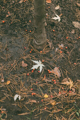 Tree trunk surrounded by scattered red fruits wild apple, fallen leaves, and pine needles on damp, muddy forest ground during autumn.

