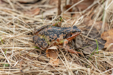 Common toad, close up in the uk
