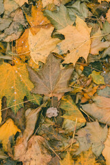 A dense layer of fallen yellow and green maple leaves covering the ground in a natural outdoor setting, showcasing the texture and colors of autumn.
