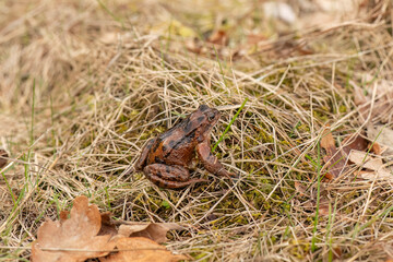 Common toad, close up in the uk