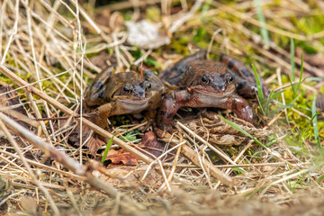 Common toads, close up in the uk