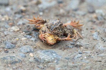 Common toads, fighting in the uk