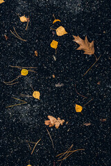 Obraz premium Yellow and orange autumn leaves scattered on wet asphalt with pine needles, creating a textured natural background, reflecting the seasonal change from summer to autumn.