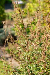 Common mugwort or Artemisia Vulgaris plant in Zurich in Switzerland