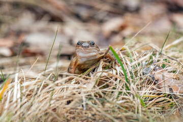 Common toad, close up in the uk