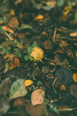 A small wild yellow pear lying on the forest floor among damp autumn leaves, creating an earthy and colorful natural scene.
