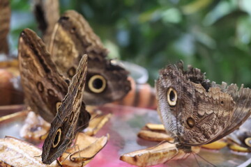 Beautiful butterfly 