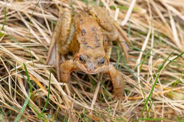 Common toad, close up in the uk