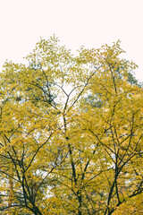 A tall tree with a canopy of yellow autumn leaves against a light sky, signaling the change of season.
