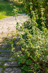 Obraz premium Common horehound or Marrubium Vulgare plant in Zurich in Switzerland