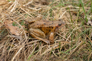Common toad, close up in the uk
