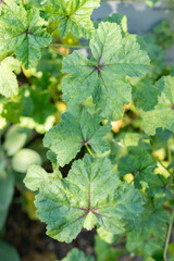 Common mallow or Malva Sylvestris plant in Zurich in Switzerland
