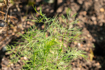 Dill or Anethum Graveolens plant in Zurich in Switzerland