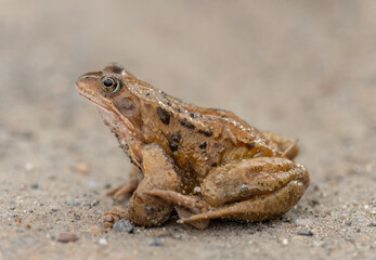 Common toad, close up in the uk