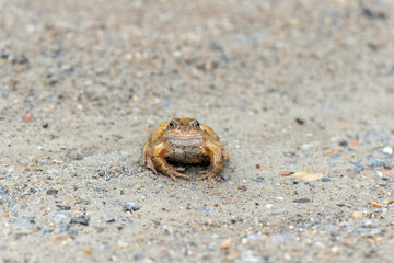 Common toad, close up in the uk