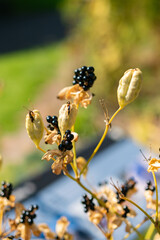 Blackberry lily or Iris Domestica plant in Zurich in Switzerland