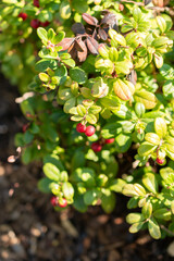 Lingonberry or Vaccinium Vitis-idaea plant in Zurich in Switzerland