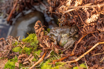 Common toads, mating in the uk