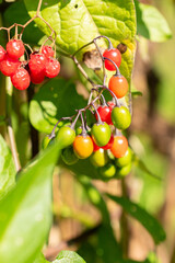 Bittersweet or Solanum Dulcamara plant in Zurich in Switzerland