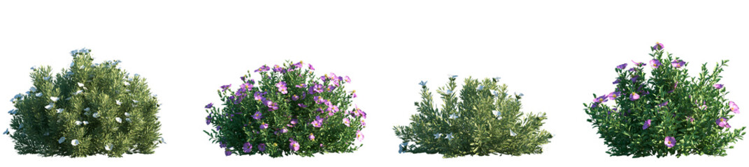 Obraz premium Set of Convolvulus cneorum and Cistus incanus frontal isolated png in sunny daylight on a transparent background perfectly cutout