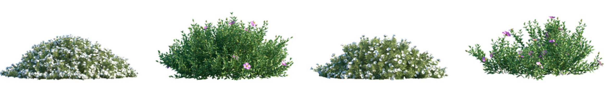 Set of Convolvulus cneorum and Cistus incanus frontal isolated png in sunny daylight on a transparent background perfectly cutout