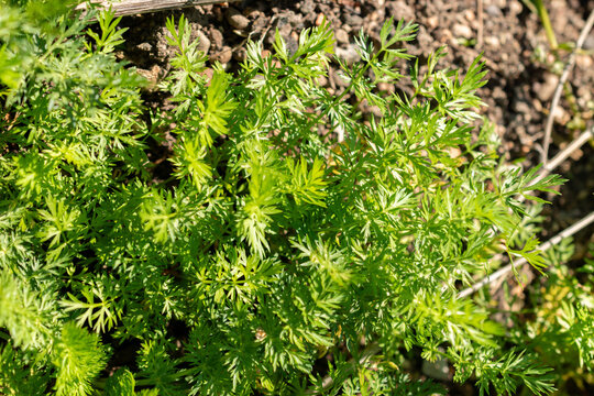 Meridian fennel or Carum Carvi plant in Zurich in Switzerland