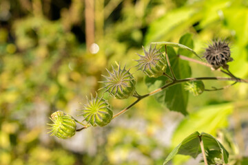 Velvetleaf or Abutilon Theophrasti plant in Zurich in Switzerland