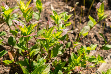 Chinese indigo or Persicaria Tinctoria plant in Zurich in Switzerland