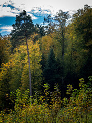 Wiederaufforstung im Mischwald im Herbst