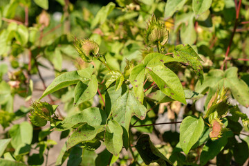 Cotton or Gossypium Barbadense plant in Zurich in Switzerland