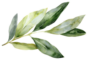 PNG Olive leaf annonaceae blossom herbal.