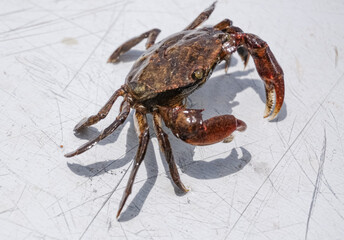 A vibrant crab positioned against a clean white background, highlighting its colorful shell and distinct claws. This crustacean, known for its delicious meat is a favored ingredient in various seafood