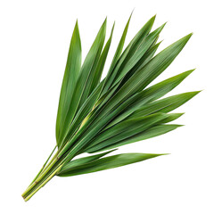 Fototapeta premium Tropical palm leaf frond, green botanical foliage element. Natural plant branch for nature design and decor isolated PNG with Transparent Background