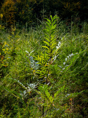 Wiederaufforstung im Mischwald im Herbst