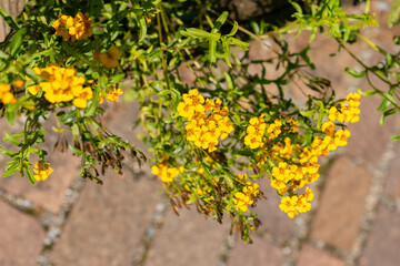 Mexican marigold or Tagetes Lucida plant in Zurich in Switzerland