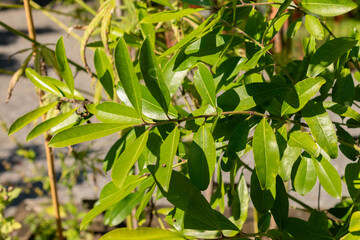 Obraz premium Ilex Paraguariensis plant in Zurich in Switzerland