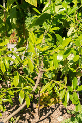 Ilex Paraguariensis plant in Zurich in Switzerland
