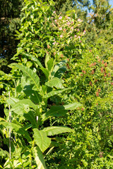 Cultivated tobacco or Nicotiana Tabacum plant in Zurich in Switzerland