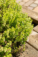 Greek basil or Ocimum Basilicum plant in Zurich in Switzerland