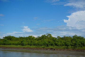 Sundarbans Serenity: Lush Green Mangrove Forest under a Vivid Blue Sky 