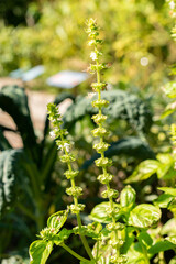 Basil or Ocimum Basilicum Genovese plant in Zurich in Switzerland