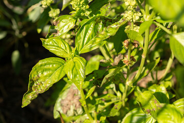 Basil or Ocimum Basilicum Genovese plant in Zurich in Switzerland