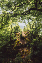 dense thickets of plants in the mountains, dense jungle