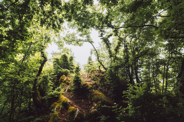 dense thickets of plants in the mountains, dense jungle