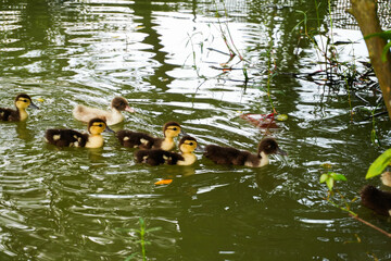 Ducklings in the Pond: A heartwarming image of a family of ducklings, all with their distinctive...