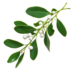 Mistletoe branch with white berries, isolated on a white background.