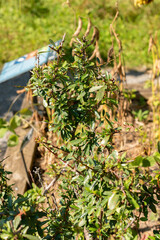 Argan or Argania Spinosa plant in Zurich in Switzerland
